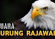 Burung Rajawali Togel